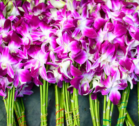 purple and white orchid flowersの写真素材