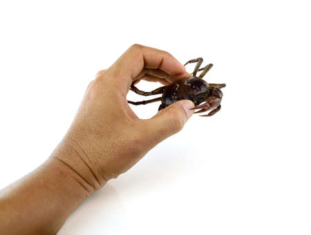 Crab in hand on white backgroundの写真素材