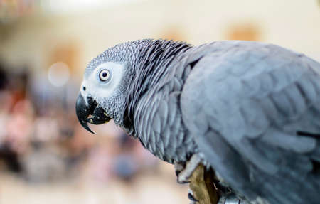 Grey Parrot
