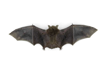 bat isolated on white background