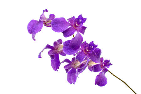 dark pink orchid flowers isolated on white backgroundの写真素材