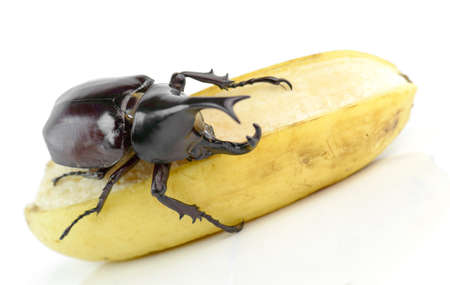 Beetle,Rhinoceros beetle, Rhino beetle, Hercules beetle, Unicorn beetle, Horn beetle (Dynastinae)の写真素材