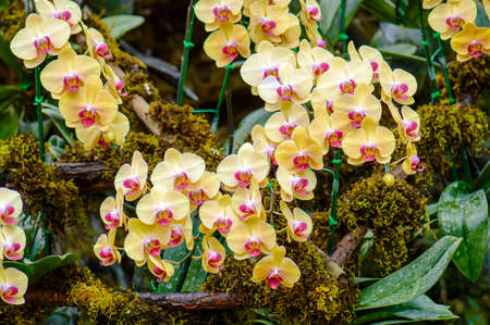 yellow orchidの写真素材