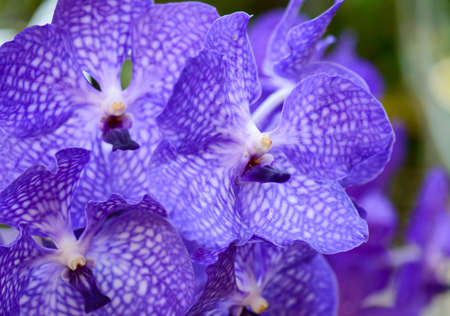 Purple orchidの写真素材