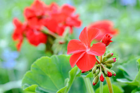 Geranium flowers , macro close up
