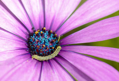 Worms of the African Daisy Osteospermum close / macro.の写真素材