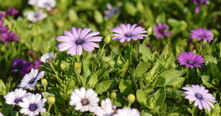 Colorful Zinnia flowersの写真素材