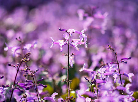 Plectranthus Mona Lavender flowersの写真素材