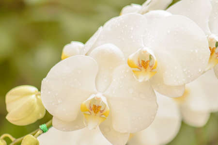 White Phalaenopsis orchidの写真素材