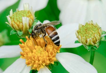 Bee on the chamomile flowerの写真素材