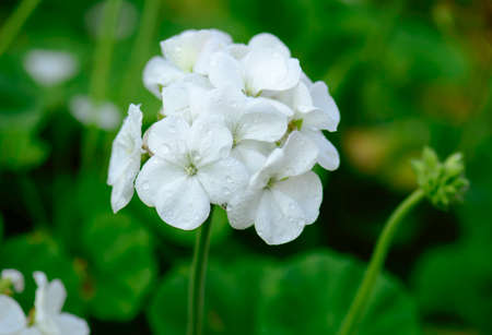 White Geranium Flowers