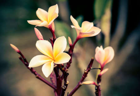 Vintage retro effect image of plumeria flowersの写真素材