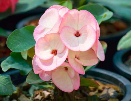 Pink crown of thorns flowersの写真素材