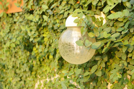 lamp in the bush with soft lightingの写真素材