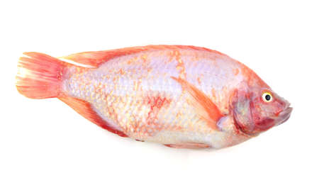 Red tilapia isolated on white backgroundの写真素材