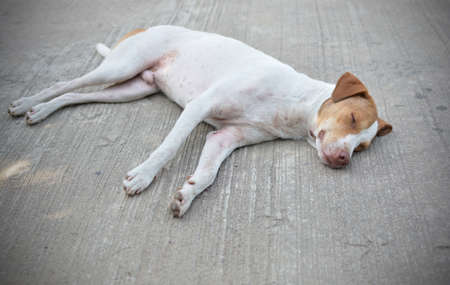 young white dog Sleeping on cementの写真素材