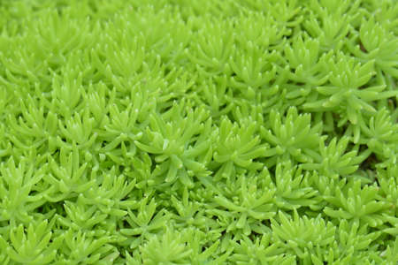Flaming Katy - sedum sp. crassulaceae