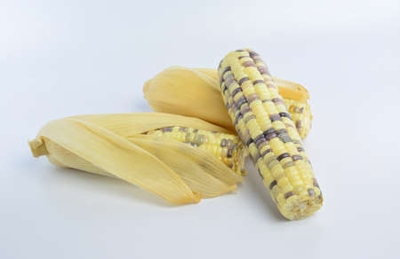 corn on white backgroundの写真素材