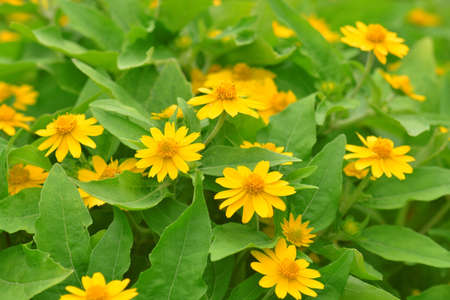 beautiful orange zinnia flowersの写真素材