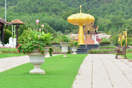 Colourful Flowers in Flowerpot in the gardenの写真素材