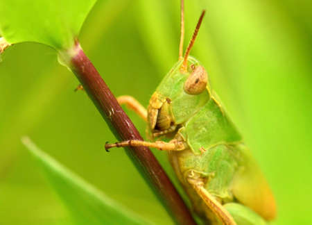 Macro shot of a beautiful Locust