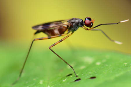 insectsの写真素材