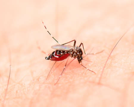 mosquito sucking bloodの写真素材