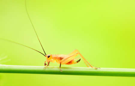 Cricket on green natureの写真素材