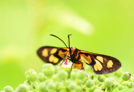 Insects macro focusの写真素材