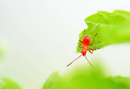 Small Insectの写真素材