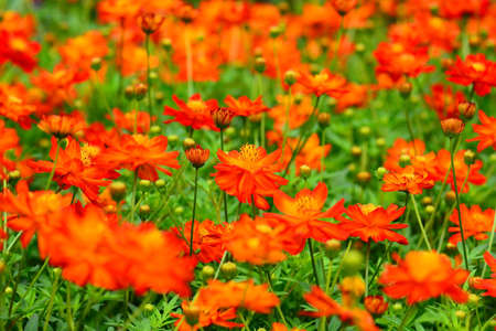 Zinnia flowers blooming in the gardenの写真素材