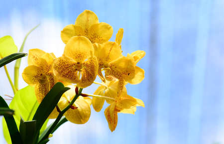 Beautiful yellow orchid flowers