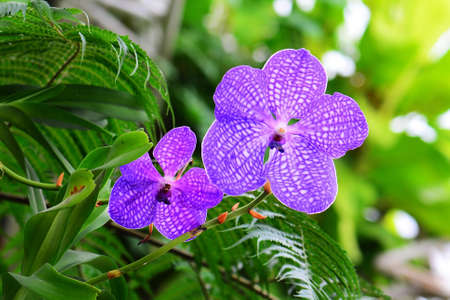 Beautiful purple orchid flowers