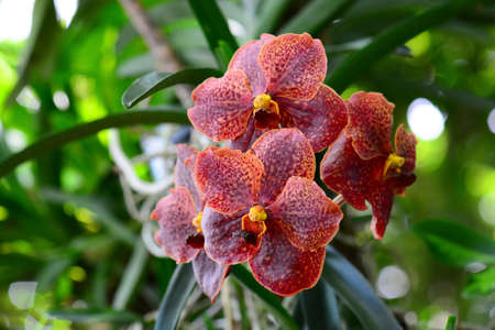 Beautiful orchid flowers