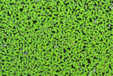 Water fern backgroundの写真素材