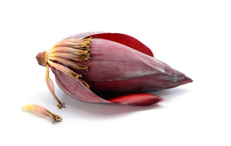 Banana blossom on white backgroundの写真素材