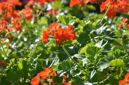 Red bicolor geraniums in the garden