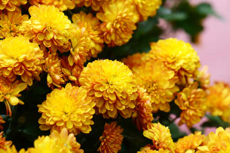 Yellow Marigolds flowerの写真素材