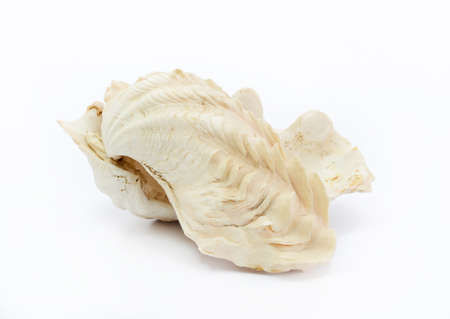 Sea shell on white background
