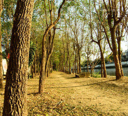 trees nature wood evening light