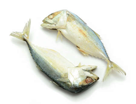 Fish mackerel on white backgroundの写真素材