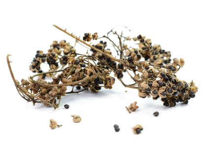 spices Dry Zanthozylum limonella Alston on white backgroundの写真素材