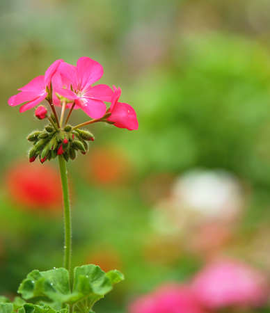 pink geranium in the gardenの写真素材