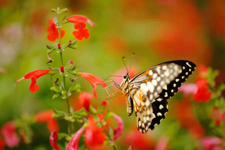 Butterfly in the nature tropical gardenの写真素材