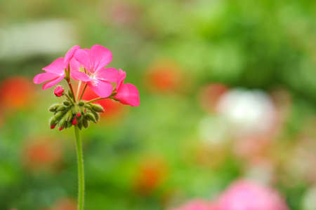 pink geranium in the garden
