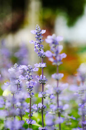Flower purple closeup focus