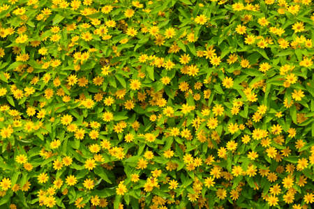 yellow daisy under the morning