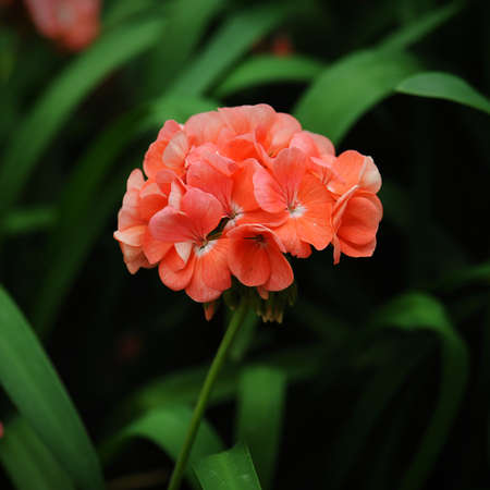 beautiful geraniums flower in nature