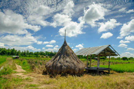 Straw in fields with blue sky