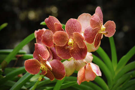 Beautiful orchid flowers with soft focus and blur background
